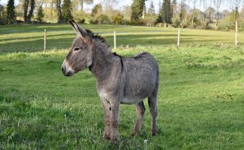 A háziszamár (Equus africanus asinus) jellemzői, életmódja, szaporodása
