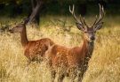 A szarvasok (Cervidae) jellemzői, életmódja, szaporodása