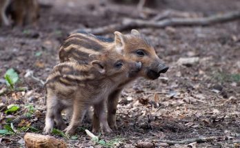A vaddisznó (Sus scrofa) jellemzői, életmódja, szaporodása