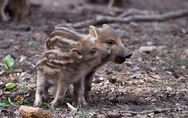 A vaddisznó (Sus scrofa) jellemzői, életmódja, szaporodása