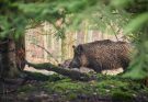 A vaddisznó (Sus scrofa) jellemzői, életmódja, szaporodása