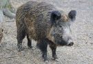A vaddisznó (Sus scrofa) jellemzői, életmódja, szaporodása
