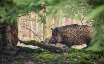 A vaddisznó (Sus scrofa) jellemzői, életmódja, szaporodása