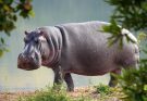 A nílusi víziló (Hippopotamus amphibius) jellemzői, életmódja, szaporodása