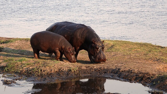 A nílusi víziló (Hippopotamus amphibius) jellemzői, életmódja, szaporodása