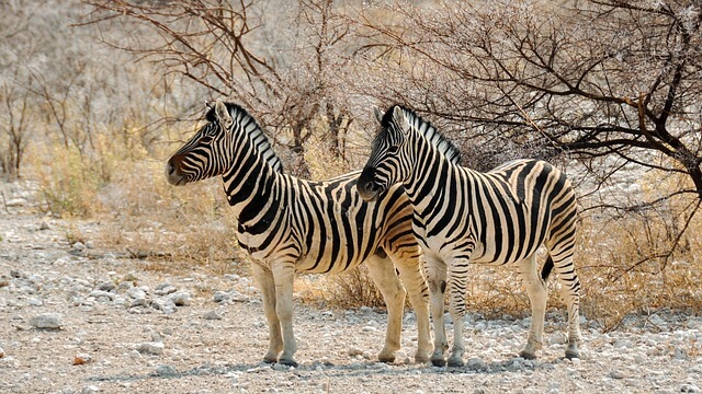 A zebra (Equus quagga) jellemzői, fajtái, életmódja