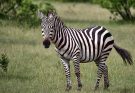 A zebra (Equus quagga) jellemzői, fajtái, életmódja