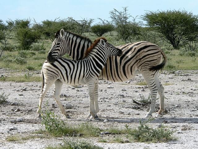 A zebra (Equus quagga) jellemzői, fajtái, életmódja