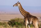 A zsiráf (Giraffa camelopardalis) jellemzői, életmódja, szaporodása