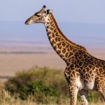 A zsiráf (Giraffa camelopardalis) jellemzői, életmódja, szaporodása