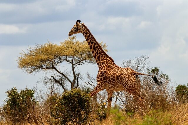 A zsiráf (Giraffa camelopardalis) jellemzői, életmódja, szaporodása