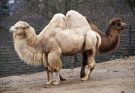 A kétpúpú teve (Camelus bactrianus) jellemzői, életmódja, szaporodása