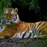 A tigris (Panthera tigris) jellemzői, életmódja, szaporodása