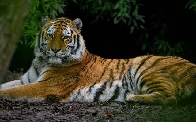 A tigris (Panthera tigris) jellemzői, életmódja, szaporodása