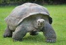 A teknősök (Testudines vagy Chelonia) jellemzői, életmódja, szaporodása