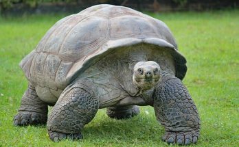 A teknősök (Testudines vagy Chelonia) jellemzői, életmódja, szaporodása