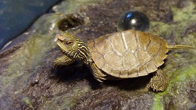 A teknősök (Testudines vagy Chelonia)  jellemzői, életmódja, szaporodása