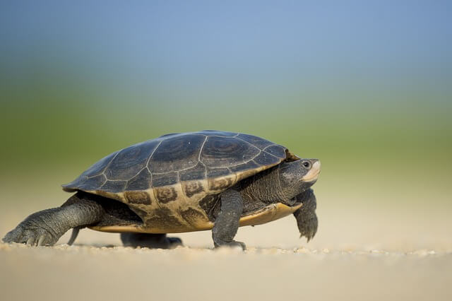 A teknősök (Testudines vagy Chelonia)  jellemzői, életmódja, szaporodása