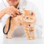 Macskák egészségügyi kérdései: hogyan vigyázzunk kedvenceinkre?