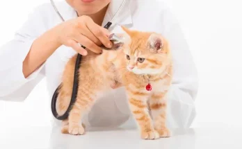 Macskák egészségügyi kérdései: hogyan vigyázzunk kedvenceinkre?