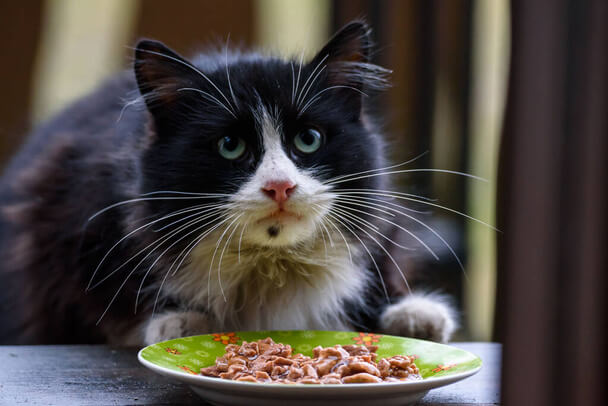 Macskák etetése és táplálkozása - mit kell tudni?