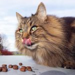 Macskák etetése és táplálkozása – mit kell tudni?