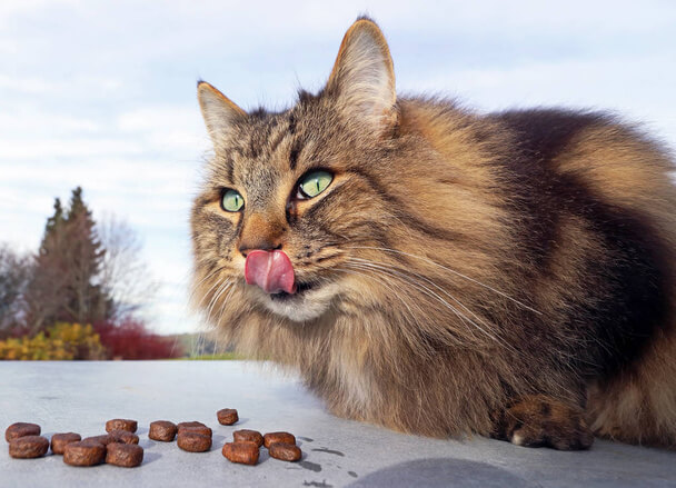 Macskák etetése és táplálkozása - mit kell tudni?