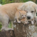 Az állatbarát otthon: Tippek háziállat tartásához