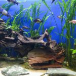 Házi kedvenc az akváriumban – Útmutató a halak gondozásához