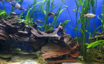 Házi kedvenc az akváriumban - Útmutató a halak gondozásához