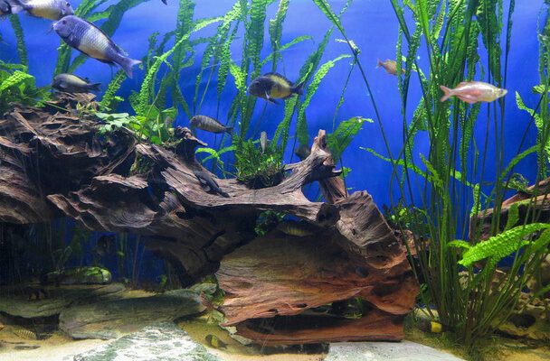 Házi kedvenc az akváriumban - Útmutató a halak gondozásához