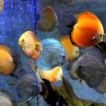 Halfajták akváriumba: Jellemzők és gondozásuk