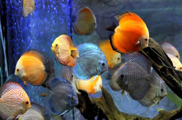 Az akváriumi halak tartásának előnyei és hátrányai