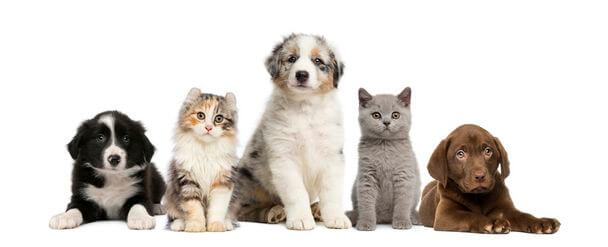 A háziállatok tartása: 4 dolog, amire figyelned kell