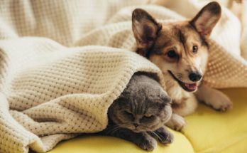 Kutyák és macskák viselkedésének megértése