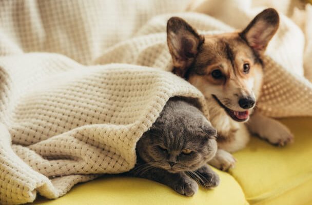 Kutyák és macskák viselkedésének megértése