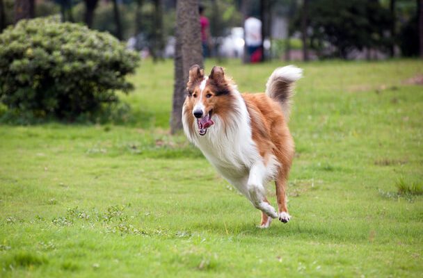 Kutyák és macskák mozgásigénye: A háziállatok egészségének kulcsa