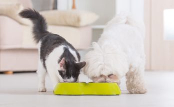 Megfelelő táplálkozás kutyáknak és macskáknak