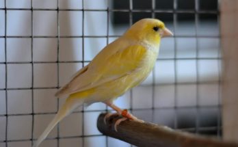 Különböző madárfajták tartása - Papagájok, kanárik és galambok