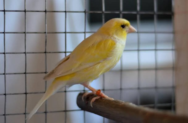Különböző madárfajták tartása - Papagájok, kanárik és galambok