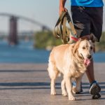 Fegyelmezés a kutyatartásban: Tippek és trükkök a boldog és engedelmes kutyaért