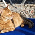 Macskák viselkedési mintázatai és jelentéseik