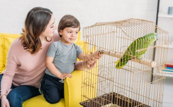 A madár tartásának előnyei és hátrányai