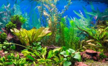 Hogyan teremtsünk ideális környezetet akváriumunkban?
