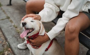 5 érv a városi kutyatartás mellett