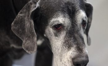 Az idősödés jelei és különleges igények a kutyáknál