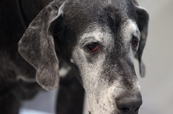 Az idősödés jelei és különleges igények a kutyáknál