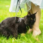 A macska tartásának előnyei és hátrányai