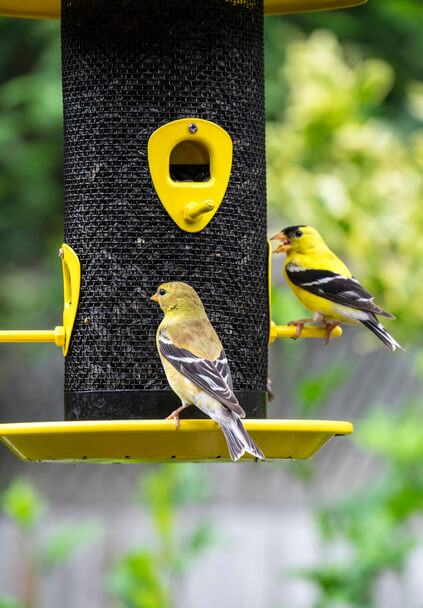 Kerttervezés madarak számára: Hogyan hozzunk létre madárbarát kertet 