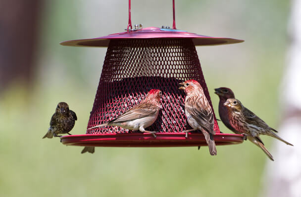 Kerttervezés madarak számára: Hogyan hozzunk létre madárbarát kertet 